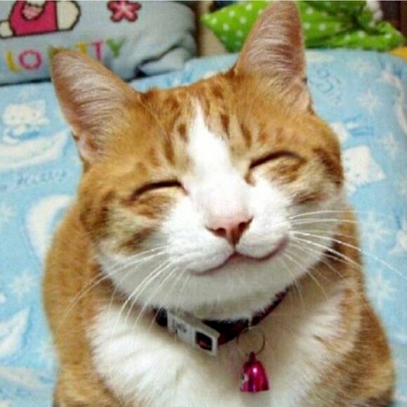 Mom Cat Themed Mystery Fun Box for Kitty Moms and Cats - Picture 10 of 10